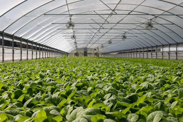 Green Housing farming